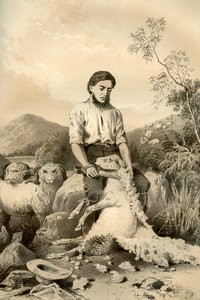 Sheep Shearing, 1879