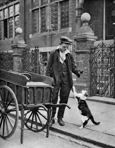 Cats meat man, London, 1926-1927 by McLeish