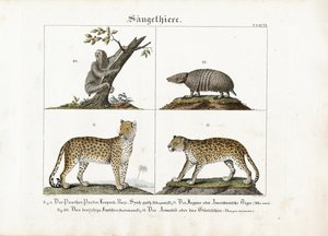 Exotic Mammals: Big Cats, Sloth and Armadillo