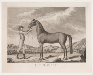 The Horse 