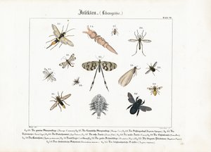 Various Insects with Focus on Hymenoptera and Diptera