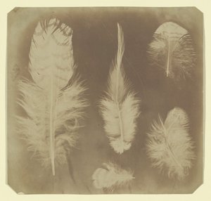 Chicken Feathers, ca. 1840