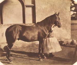 Sultan