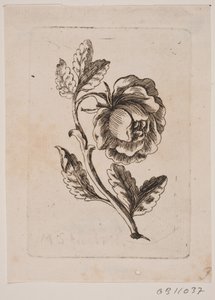 A Rose