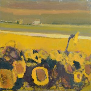 Sunflowers near Puymirol, 2017