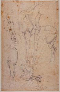 Anatomical Studies of a Horse