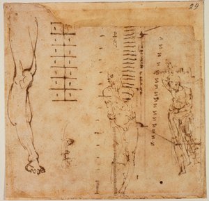 Figure Studies by Michelangelo Buonarroti