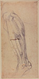 Leg Study by Michelangelo Buonarroti