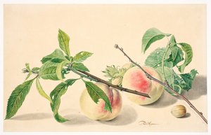 Still Life with Peaches & Hazelnuts