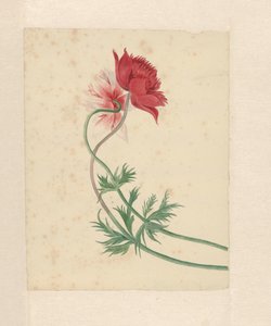 Two Branches Each with a Flower