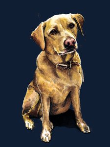 Daisy The Labrador on Midnight Blue, 2020