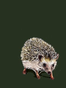 Kimchi The Hedgehog by Mike Davis