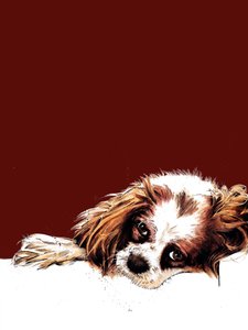 Meg The Spaniel