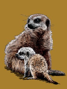New Baby Meerkats on Golden Yellow