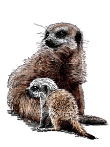 New Baby Meerkats on White by Mike Davis