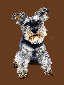 Ollie The Schnauzer
