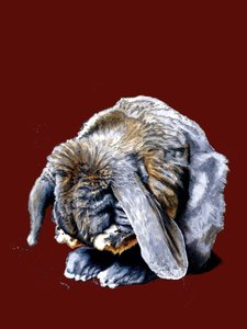 Rabbit Paws by Mike Davis