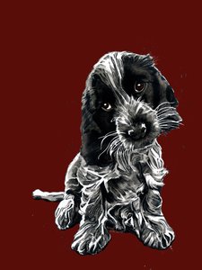 Rosie The Cocker Spaniel