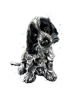 Rosie The Cocker Spaniel