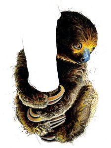 Talita The Sloth by Mike Davis