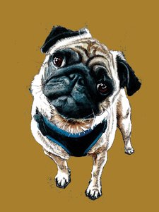 Teddy The Pug