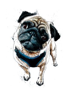 Teddy The Pug