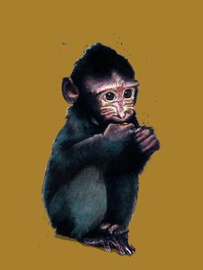 The Baby Macaque on Golden Yellow