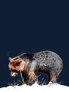 The Bear by Mike Davis
