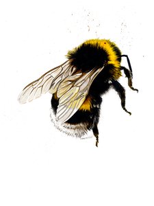 The Bee on White by Mike Davis