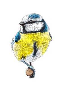 The Blue Tit on White