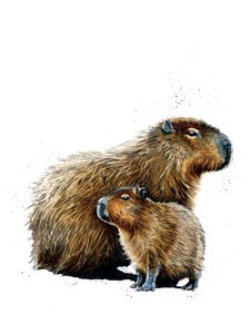 The Capybaras on White by Mike Davis