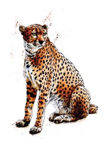 The Cheetah on White by Mike Davis
