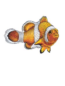 The Clownfish on White by Mike Davis