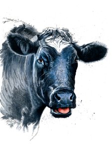 The Cow on White