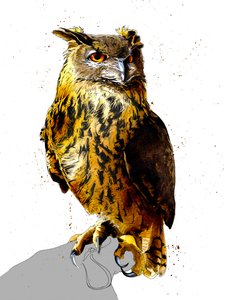 The Eagle Owl on White