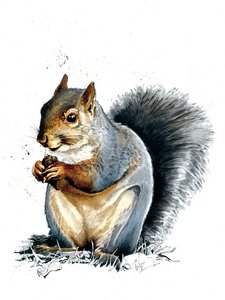 The Grey Squirrel