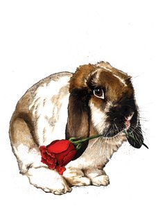 The Love Bunny on White by Mike Davis