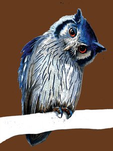 The Northern White-faced Owl on Burnt Orange