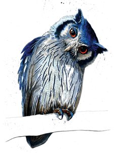 The Northern White-faced Owl on White