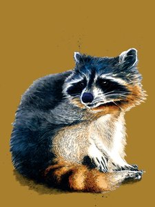 The Raccoon on Golden Yellow