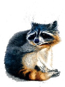 The Raccoon on White