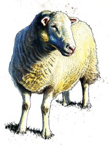 The Sheep on White, 2020