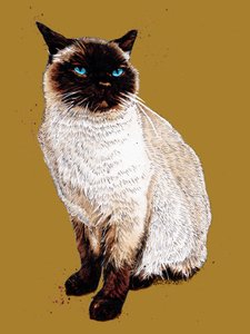 The Siamese Cat on Golden Yellow