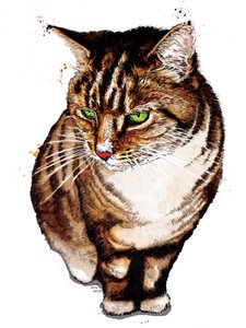 The Tabby Cat on White