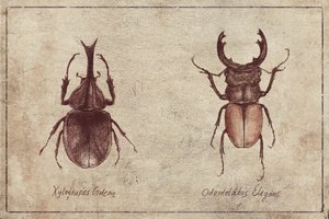 Beetle Illustrations by Mike Koubou