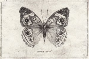 Butterfly Showcases Intricate Wing by Mike Koubou