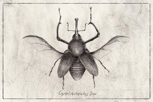 Cyrtotrachelus Dux by Mike Koubou