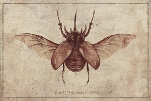 Eupatorus Gracilicornis Copy by Mike Koubou