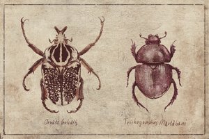 Insect Specimens by Mike Koubou