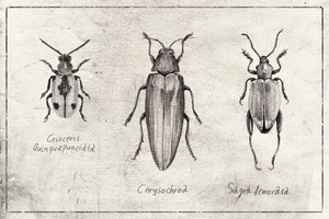 Insect Symphony by Mike Koubou